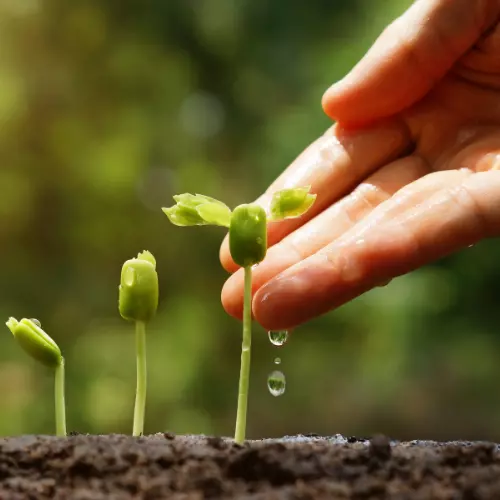 Uso e aplicação de bioinsumos na agricultura do Brasil